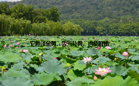 它色泽金黄, 香气扑鼻, 肉质鲜嫩